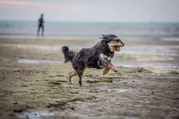 Hond mee naar strand loslopen Terschelling Recreatie vakantiehuis bungalow