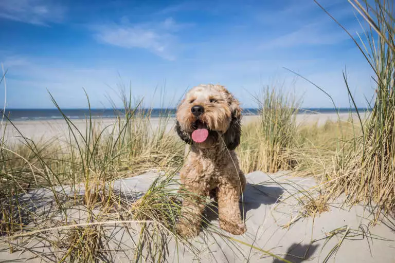 Hond op Terschelling mag los op het strand