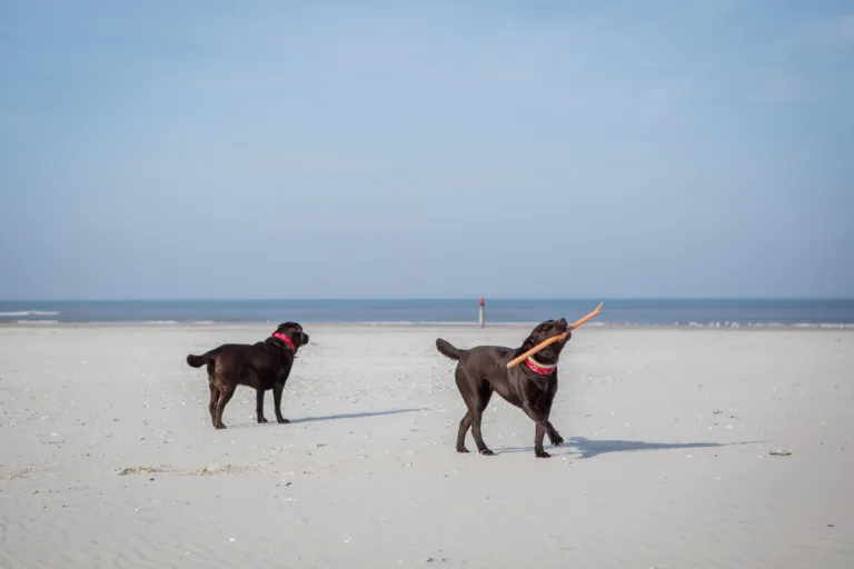 Honden mee op vakantie Noordzeestrand Terschelling Recreatie vakantiehuis bungalow vakantiepark