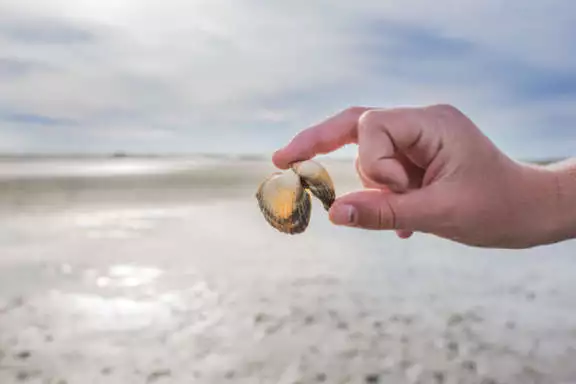 Kokkels, dubbele schelp op het strand van West-Terschelling bij zonsondergang