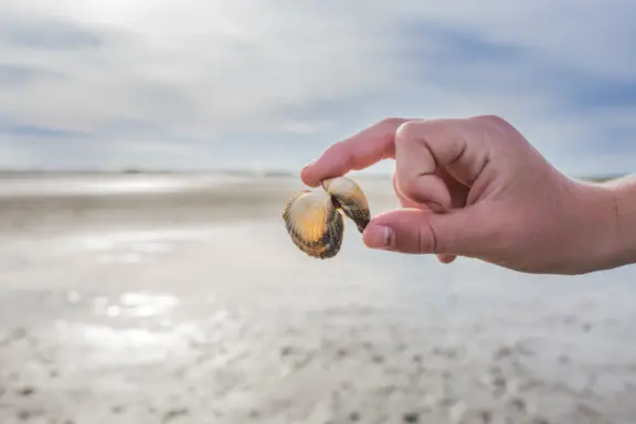 Kokkels, dubbele schelp op het strand van West-Terschelling bij zonsondergang