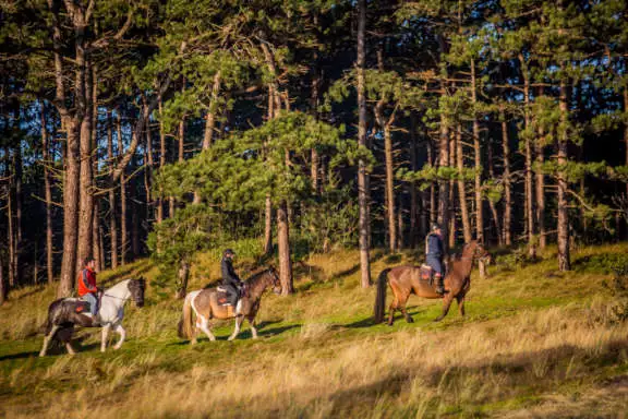 Paardrijden begeleide rijrit Terschelling Hoorn bosrand Hoornse Bos