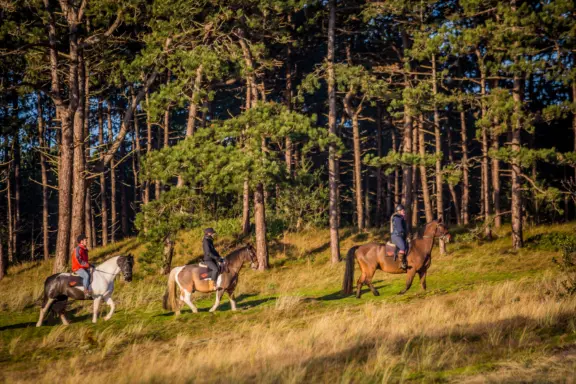 Paardrijden begeleide rijrit Terschelling Hoorn bosrand Hoornse Bos