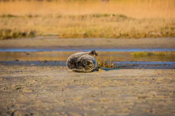 Houd afstand, de ouders zijn de buurt. Een puppy zeehond rust op het strand, blijf op minimaal 30 meter afstand en lijn je hond aan.