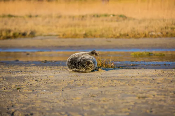 Houd afstand, de ouders zijn de buurt. Een puppy zeehond rust op het strand, blijf op minimaal 30 meter afstand en lijn je hond aan.