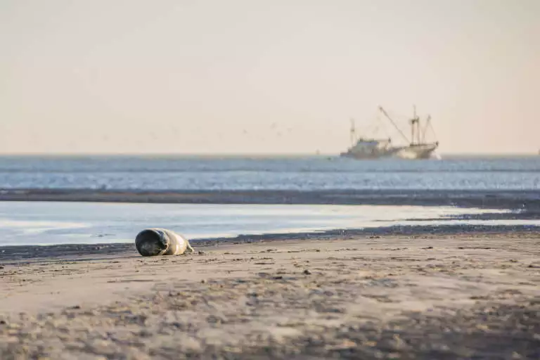 Op de Waddenzee vissersboot. Zeehond pup rust op het strand, blijf op minimaal 30 meter afstand en lijn je hond aan. Houd afstand, de ouders zijn de buurt.