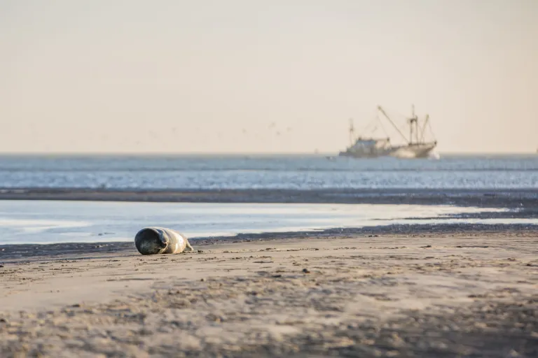 Op de Waddenzee vissersboot. Zeehond pup rust op het strand, blijf op minimaal 30 meter afstand en lijn je hond aan. Houd afstand, de ouders zijn de buurt.