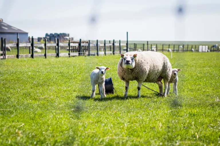 Lammetje kijken voorjaar Lente Weiland Terschelling Recreatie vakantiehuis bungalow boederijdieren