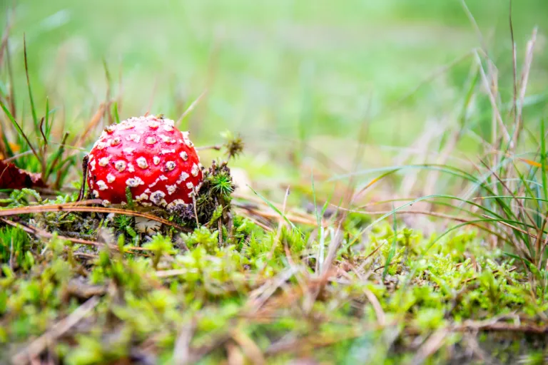 Herfst Boswandeling herfstwandeling