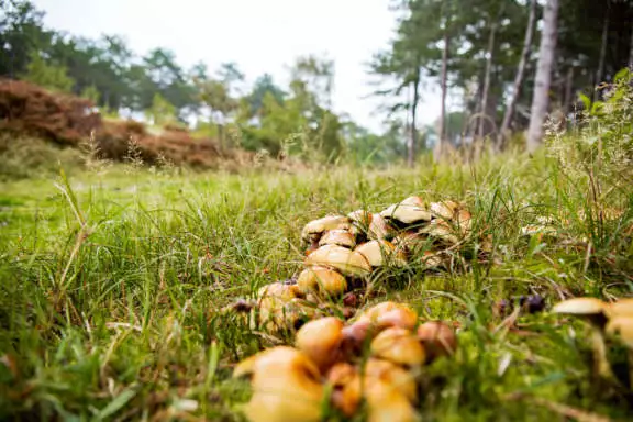 Terschelling bij regen herfst paddenstoelen boswandeling herfstwandeling