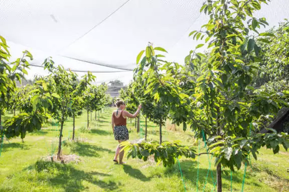 Buiten onbespoten fruit plukken in Oosterend vakantie Terschelling