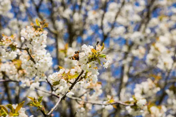 Lente op Terschelling