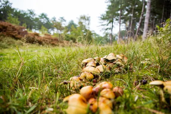 Terschelling bij regen herfst paddenstoelen boswandeling herfstwandeling