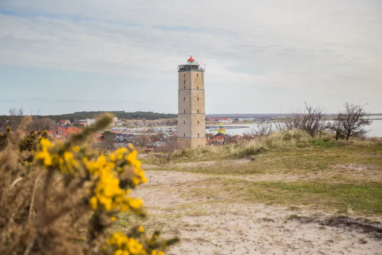 brem met zicht op Brandaris en dorp West-Terschelling