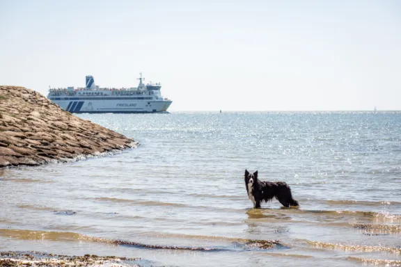 Hond mee vakantie Terschelling Recreatie vakantiehuis bungalow hondenvakantie