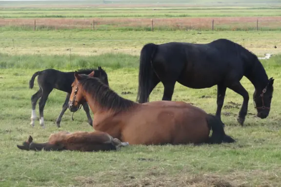 Paard Terschelling 25