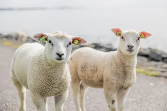 Lammetjes op waddendijk4