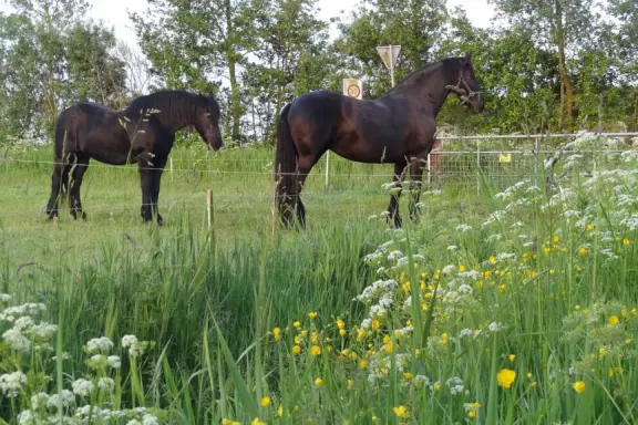 Paard Terschelling 8