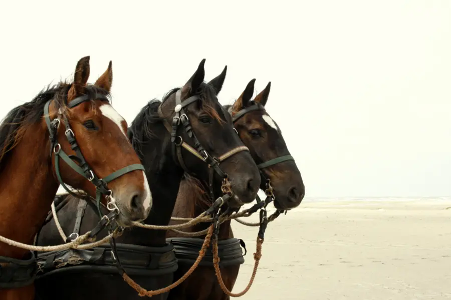 Huifkartocht Terschelling 2