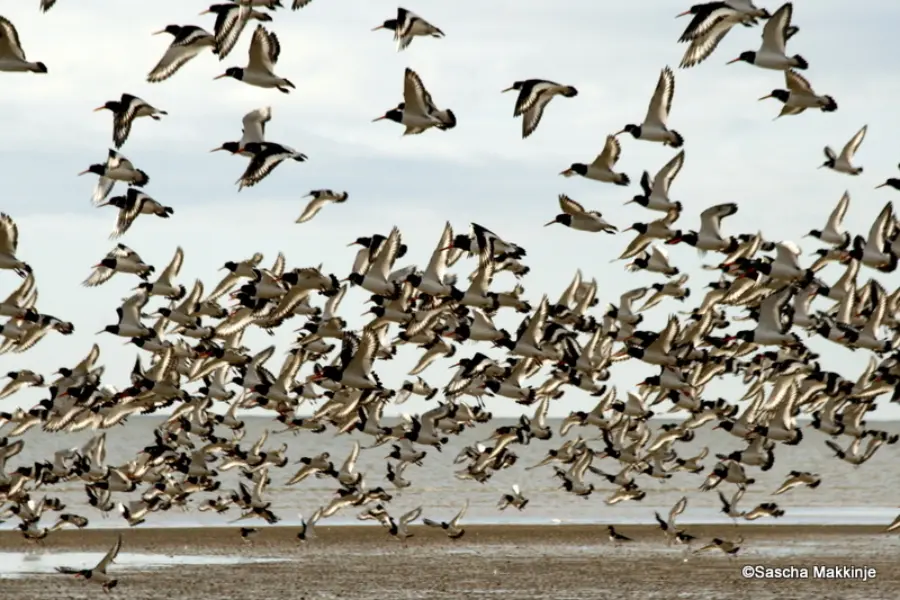 Vogels Terschelling 3